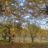 1100متر عروسک شهریار ابراهیم آباد