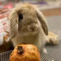 واگذاری لوپ نر|موش و خرگوش|تهران, آبشار|دیوار