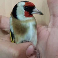 سهره صحرایی نر درجه یک ماشالله