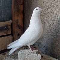 کفتر سفید مهر ماده