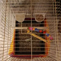 قفس|لوازم جانبی حیوانات|قم, نیروگاه|دیوار