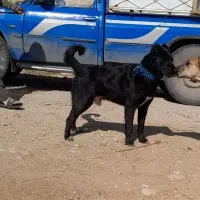 سگ سرابی قدرجونی