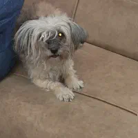 سگ حمایتی گم شده|حیوانات|کرج, گلستان|دیوار