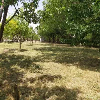 علف زنی|خدمات باغبانی و درختکاری|زنجان, |دیوار