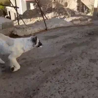 دوعدد سگ|سگ|خلخال, |دیوار