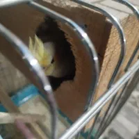 فروش طوطی عروس|پرنده|قائمشهر, |دیوار