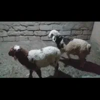 درامیدیه