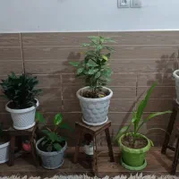 6 نوع گل آپارتمانی