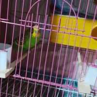 مرغ عشق|پرنده|سردشت, |دیوار