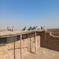 کفتربوم|پرنده|گلبهار, شهر جدید گلبهار|دیوار