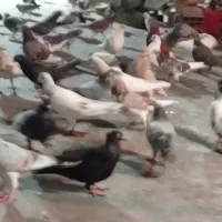 فروش کفتر
