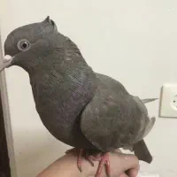 کبوتر معاوضه با عروس ماده