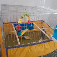 عروس پاریس جفت