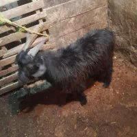 بز نر برا  سر بری