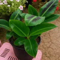 پیشفروش نهال سیب و بادام عمده پاییز و اسفندماه|خدمات باغبانی و درختکاری|سمیرم, |دیوار