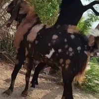 پازن هل تکاوری اصل جنس