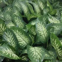 بار گل رسید