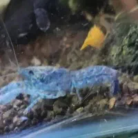 شریمپ میگو کامبارلوس ماهی پلنت گوپی حلزون|ماهی|تهران, نارمک|دیوار