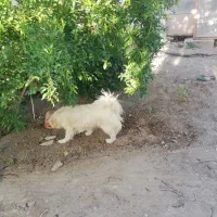وا گزاری سگ