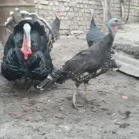 بوقلمون نر و ماده|حیوانات مزرعه|سرخنکلاته, |دیوار