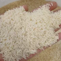 برنج فجر سوزنی