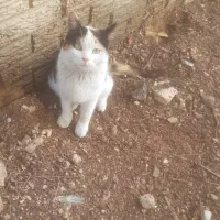 واگذاری گربه|گربه|اهواز, شهرک دانشگاه|دیوار