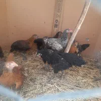 ۸ عدد  وارک