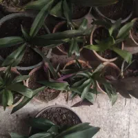 گل ارزون|گل و گیاه طبیعی|شیراز, انجیر|دیوار