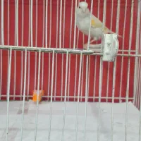 قناری مزاییکی ماده|پرنده|مشهد, امامیه (شهرک غرب)|دیوار