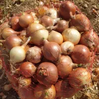 پیاز تازه کیلو 10هزار|حراج|اسفراین, |دیوار