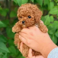 سگ پودل فنجونی