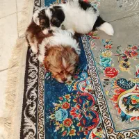 سگ شیتزو کراس