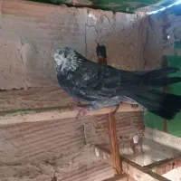 کفتر گرفتنی