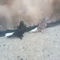 پرنده|پرنده|قم, شهدا|دیوار