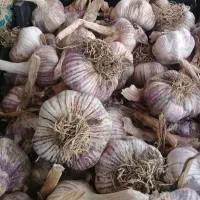 سیر بشاکرد درجه یک امسال