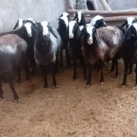 گوسفند نژاد شال میش بره ماده بره قوچ|حیوانات مزرعه|دشتابی, |دیوار