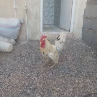 مرغ وخروس