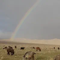 فروش تعدادی کهره وبره نر قوچ دبر چاق