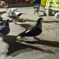 کفتر بوم المانی سار هفترنگ سینه چپ افشون زرد|پرنده|مشهد, هفده شهریور|دیوار