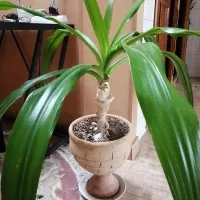 گل موزی بزرگ