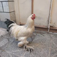 خروس لایت برهما و جوجه گلین و مرغ سیاه محلی