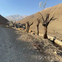 ۱۰۰۰ متر باغ خرمالو