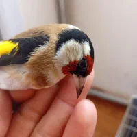 سهره|پرنده|تبریز, |دیوار