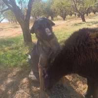 واگذاری ماده عراقی