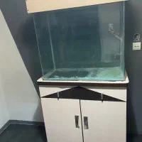 اکواریوم|ماهی|رشت, فلسطین|دیوار