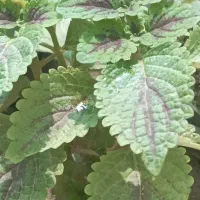 فروش انواع گل و کاکتوس و آپارتمانی و طبیعی|گل و گیاه طبیعی|فسا, |دیوار