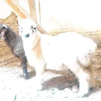 بره نر درجه یک