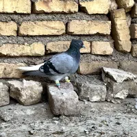 چایی دم سفید معاوضه