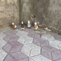 کفترطوقی|پرنده|مشهد, تلگرد|دیوار