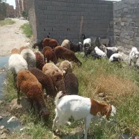 بره نر بزبزغاله